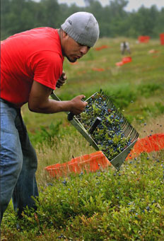 Blueberry worker in the field