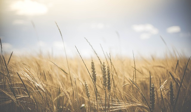 Wheat Field