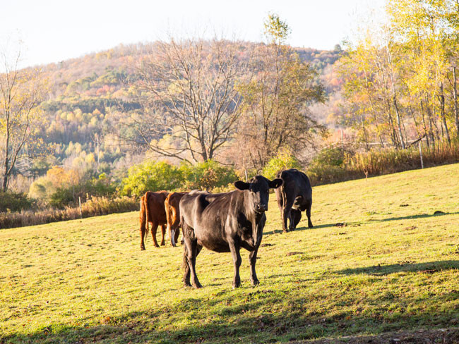 Image of cows grazing in a field.