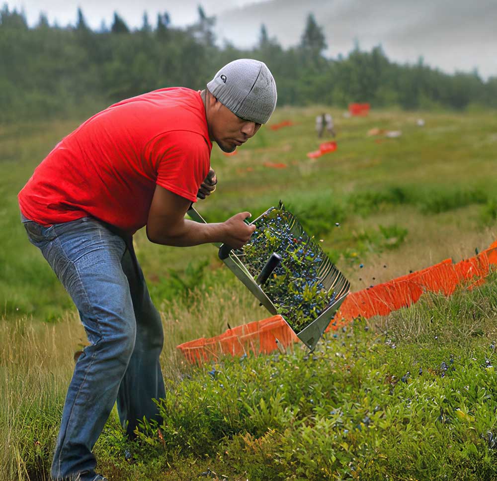 Blueberry Worker Ergonomics