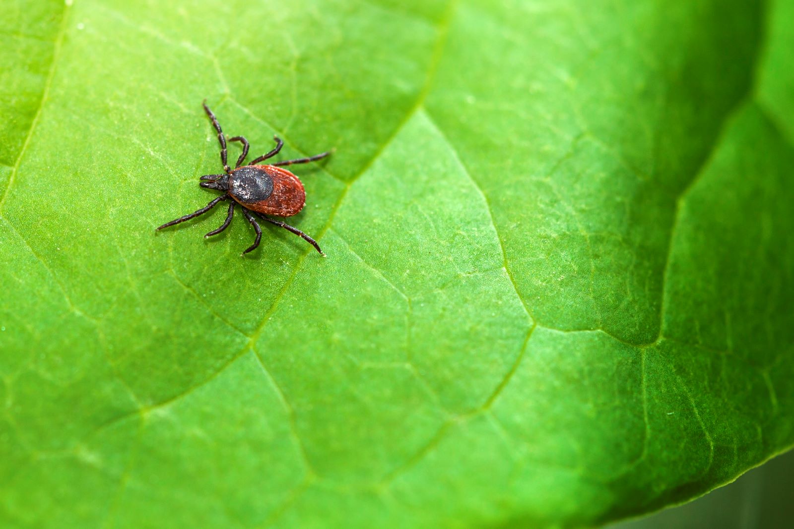 Bassett News: Tick Season Alert
