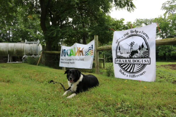 Nip Closeup NYCAMH + PHARM Dog USA Banners